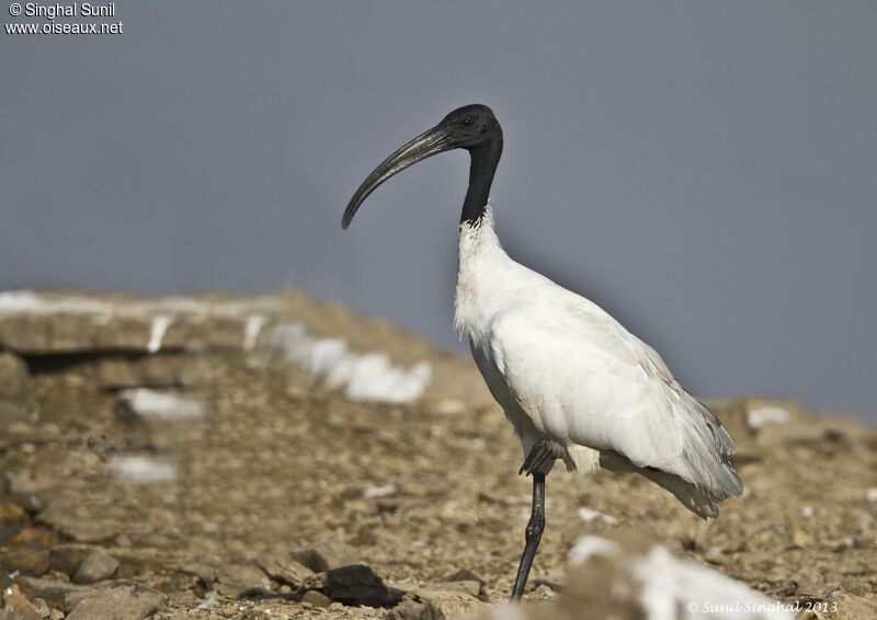 Ibis à tête noire