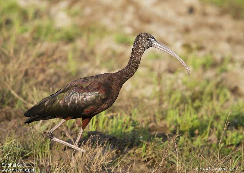 Ibis falcinelleadulte internuptial, identification