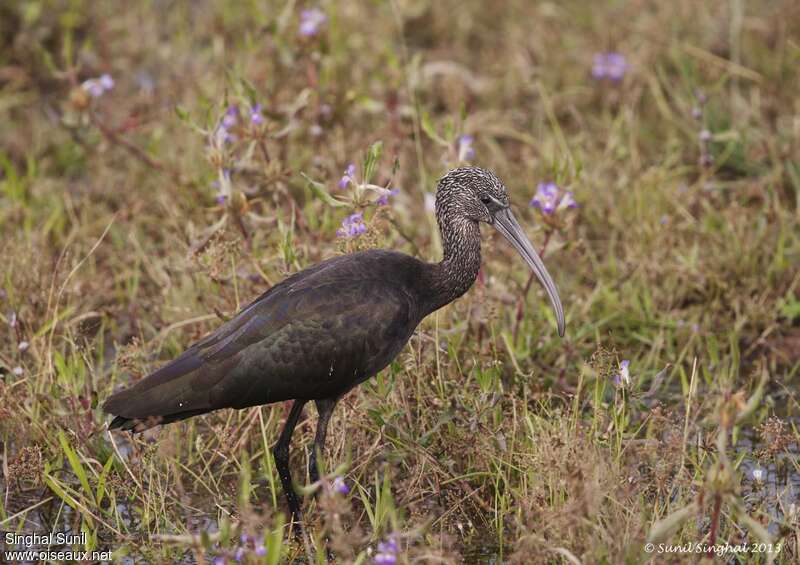 Ibis falcinelleadulte internuptial, identification