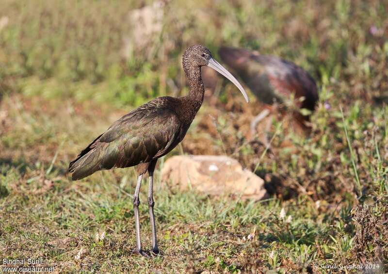 Ibis falcinelleadulte internuptial, identification