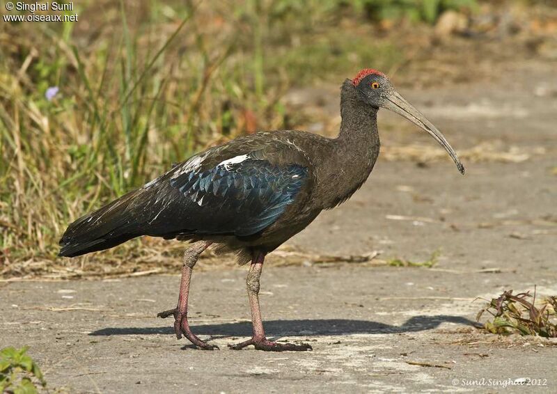 Ibis noiradulte, identification