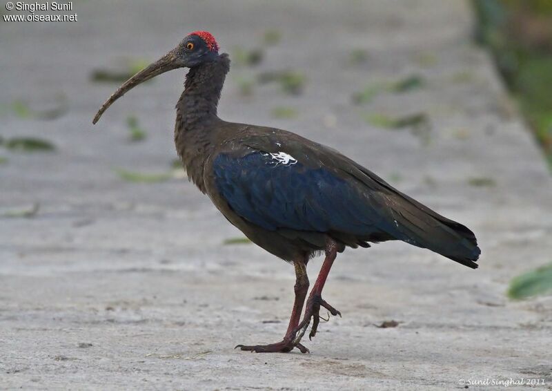 Ibis noiradulte, identification