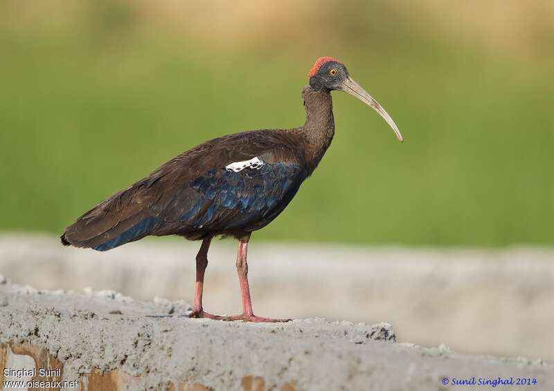 Red-naped Ibisadult, identification