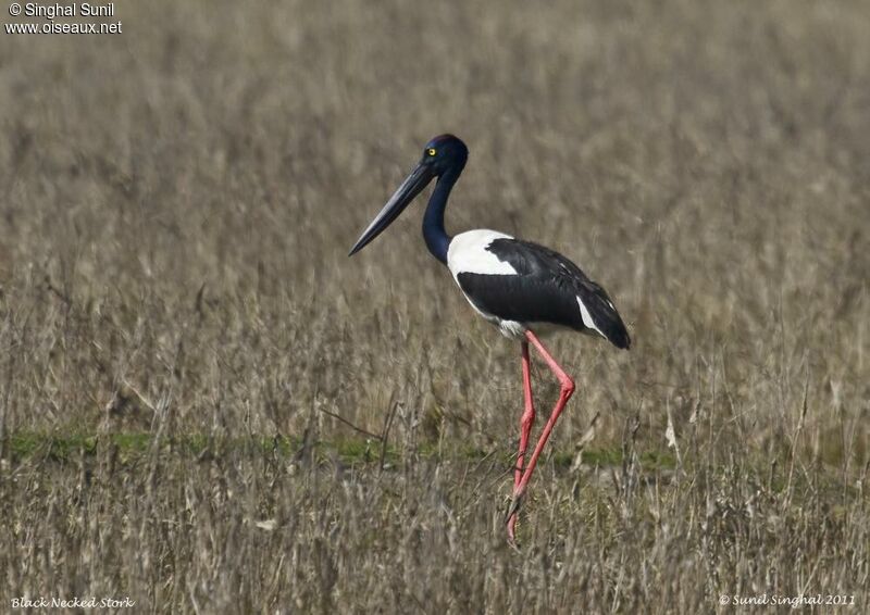 Black-necked Storkadult, identification