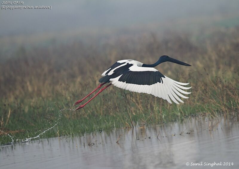 Jabiru d'Asie mâle adulte, identification, Vol, Comportement