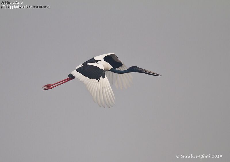 Jabiru d'Asie mâle adulte, Vol