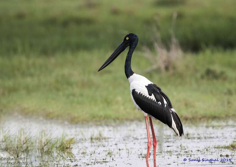 Jabiru d'Asie femelle adulte, identification