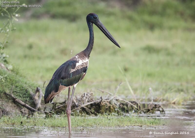 Black-necked Stork male subadult, identification