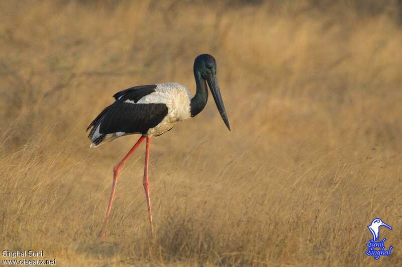 Black-necked Stork male adult, identification