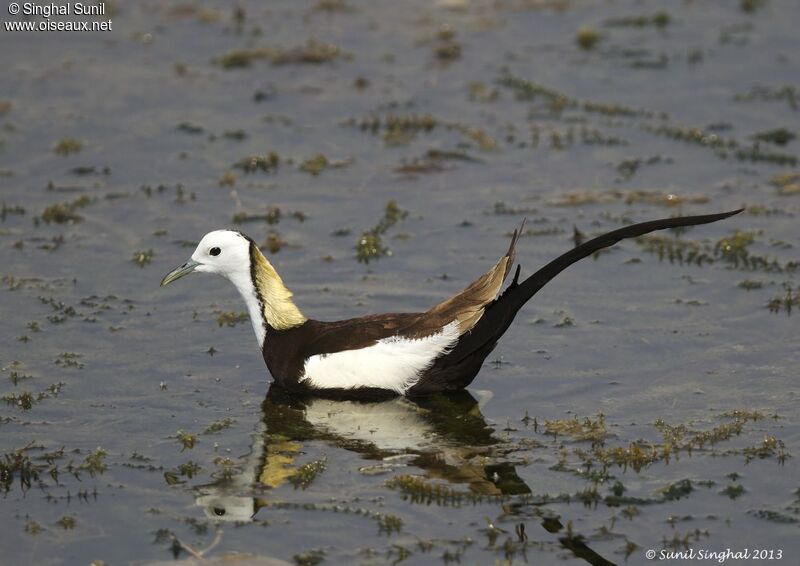 Jacana à longue queueadulte, identification