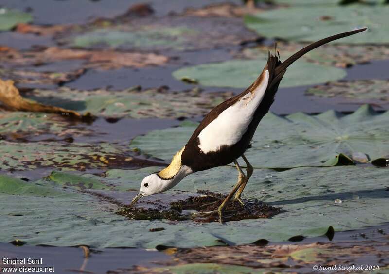 Jacana à longue queueadulte nuptial, Nidification, Comportement