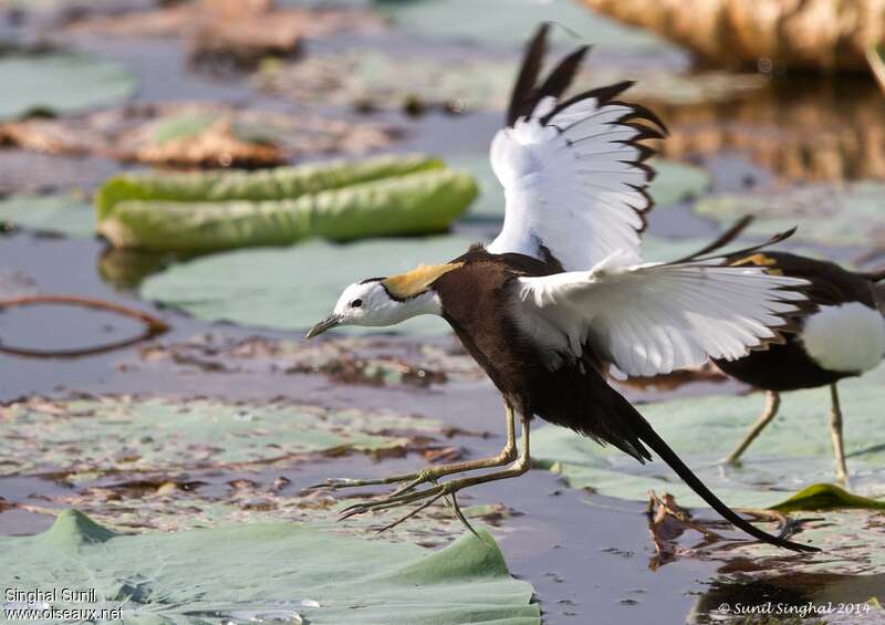 Jacana à longue queueadulte nuptial, Vol