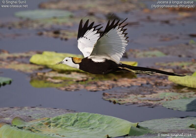 Jacana à longue queueadulte, identification, Nidification