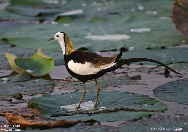 Jacana à longue queueadulte, identification