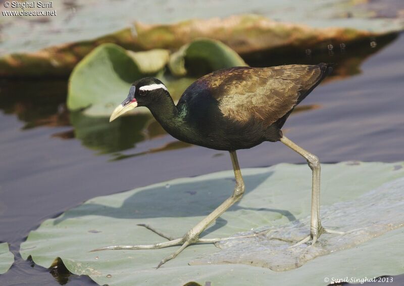 Jacana bronzéadulte, identification