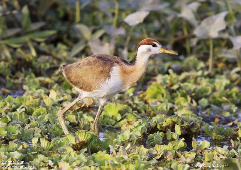 Jacana bronzéimmature, identification