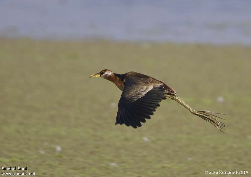 Bronze-winged Jacanaadult, Flight