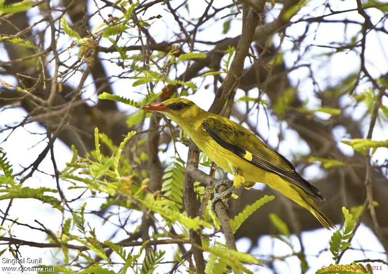 Loriot indien femelle adulte, identification