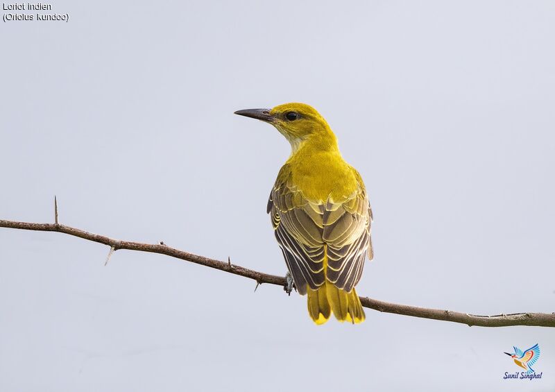 Loriot indienimmature, identification