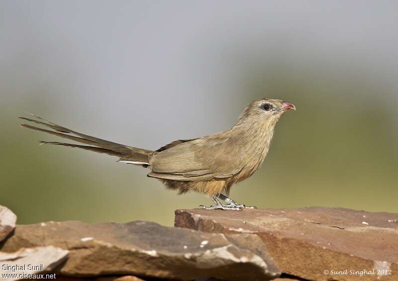 Sirkeer Malkohaadult, identification