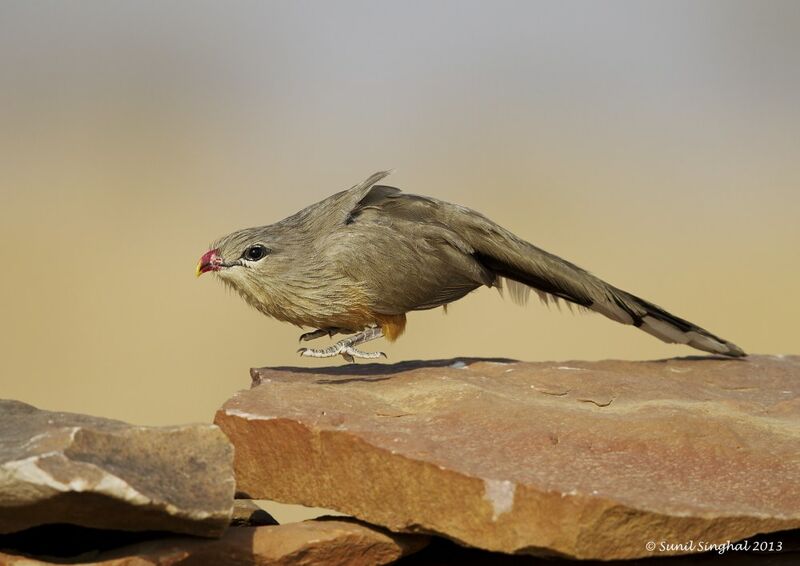 Sirkeer Malkoha