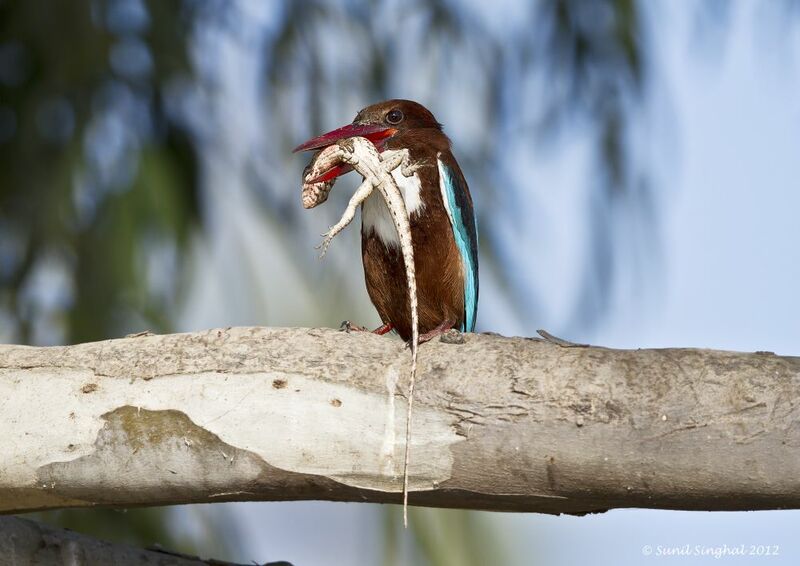 White-throated Kingfisher