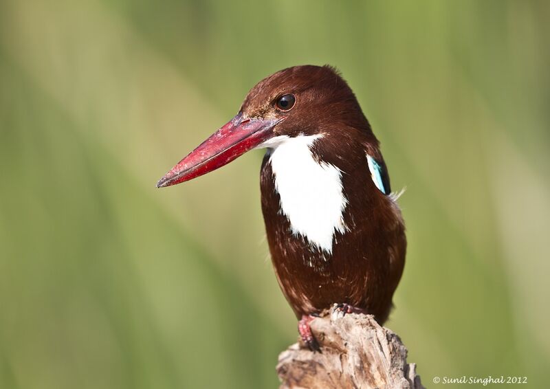 White-throated Kingfisher