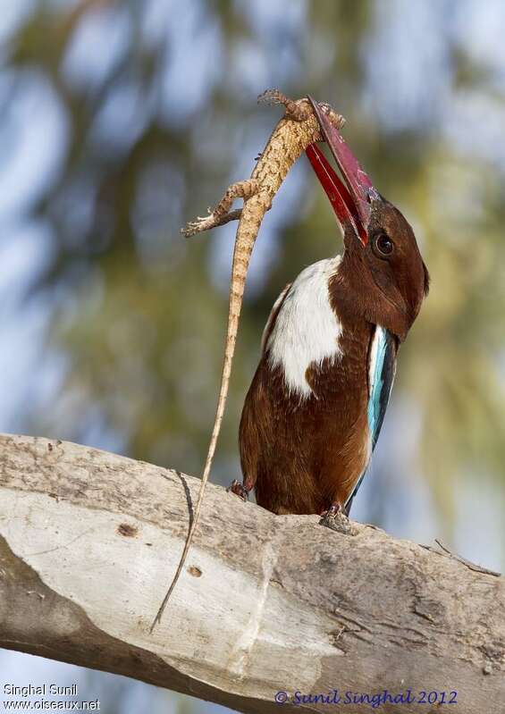 White-throated Kingfisheradult, feeding habits, fishing/hunting