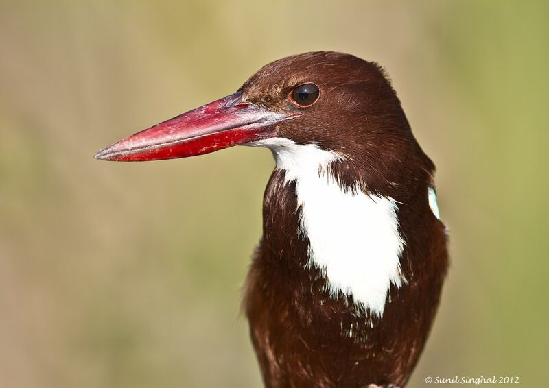 White-throated Kingfisher