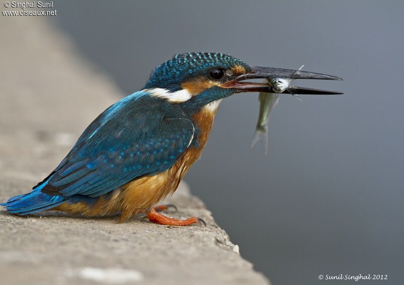 Common Kingfisher