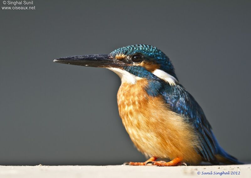 Common Kingfisher