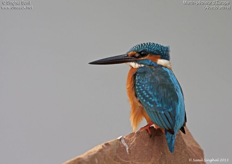 Common Kingfisheradult, identification