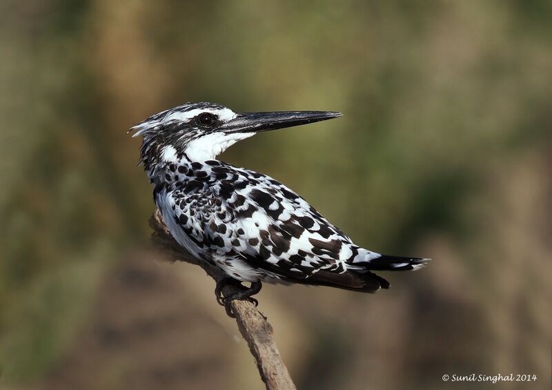 Pied Kingfisheradult, identification