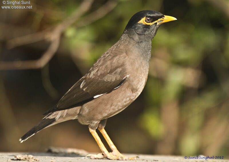 Common Mynaadult, identification