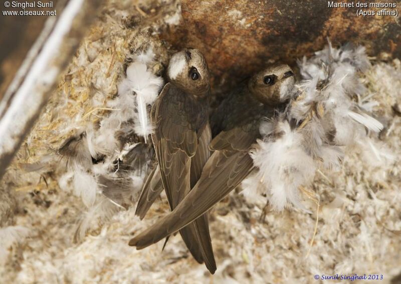 Martinet des maisonsadulte, identification, Nidification