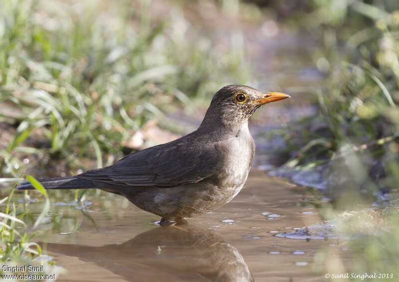 Merle des Nilgiri femelle adulte, identification, Comportement