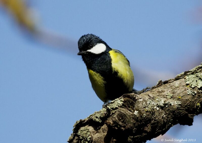 Green-backed Tit