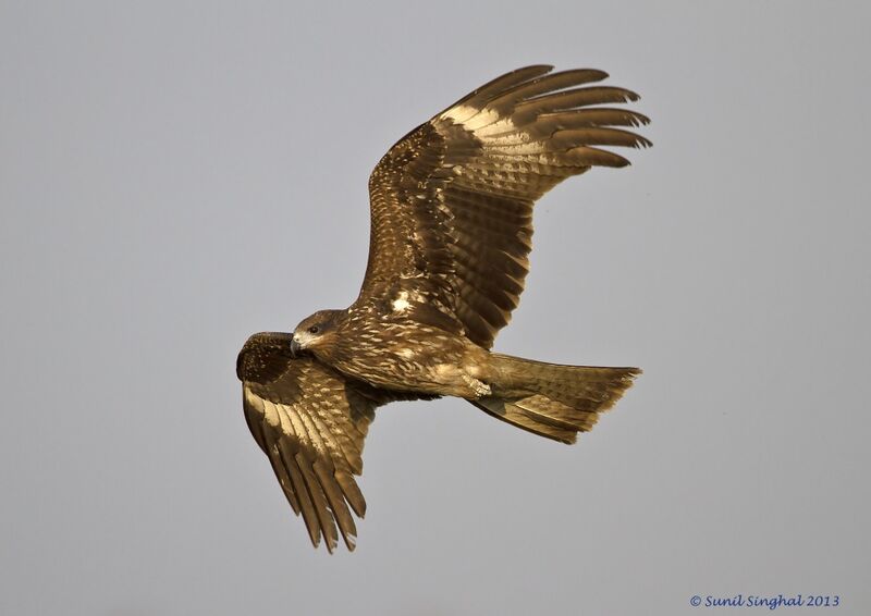 Black Kite