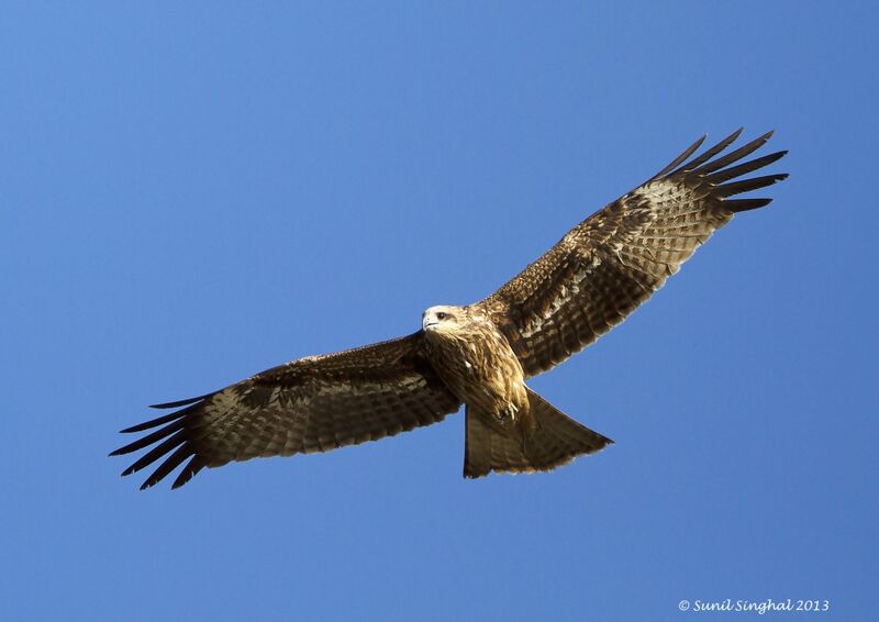 Black Kite