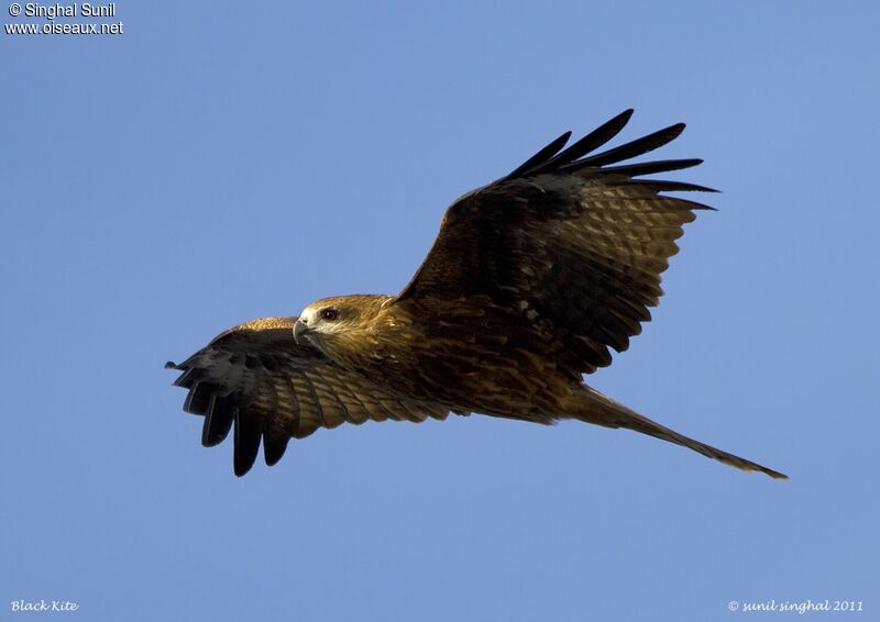 Black Kiteadult, Flight