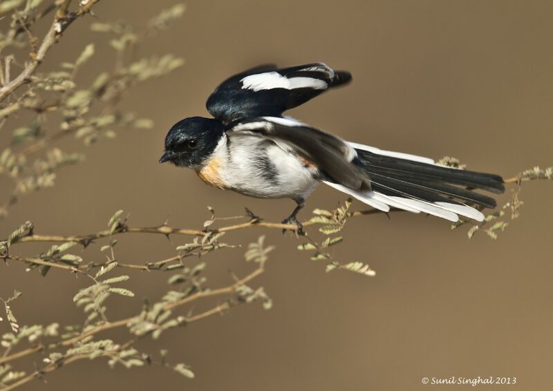 White-bellied Minivet