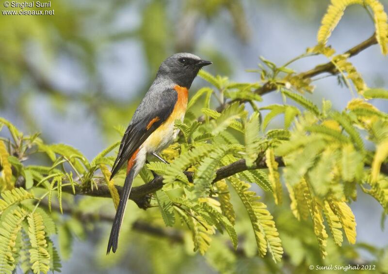 Minivet oranor mâle adulte, identification