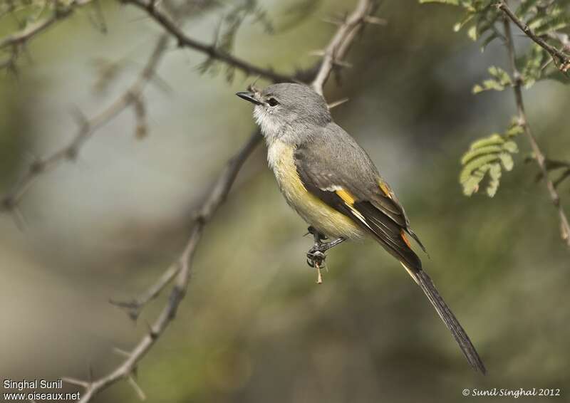 Minivet oranor femelle adulte, identification