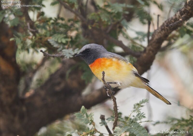 Small Minivet male, identification