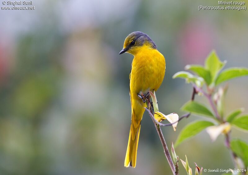 Minivet rouge femelle adulte, identification