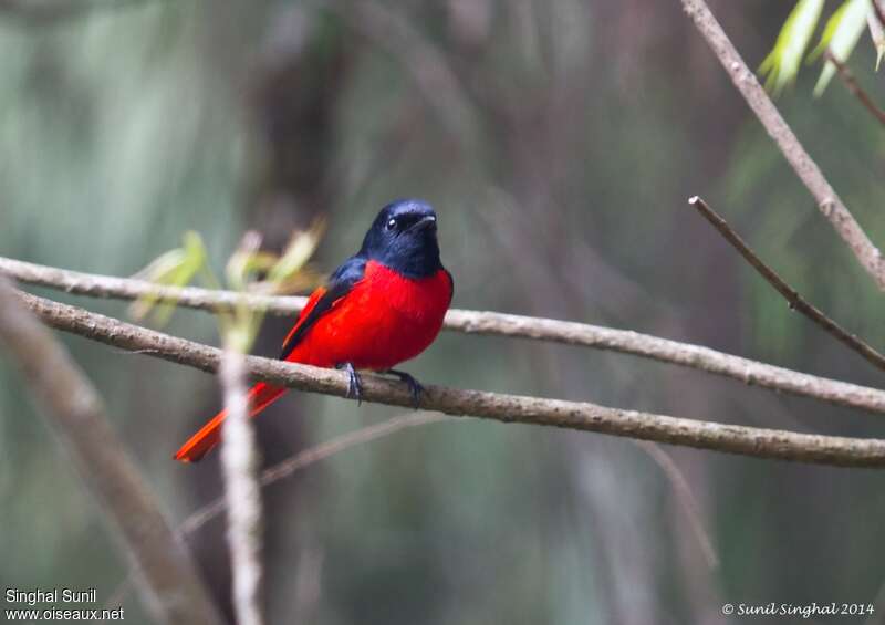 Minivet rouge mâle adulte