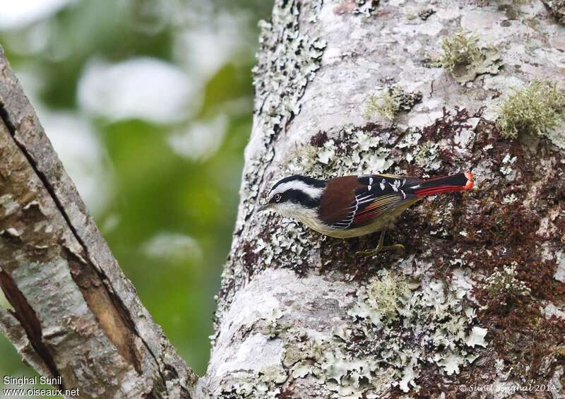 Red-tailed Minla male adult, identification