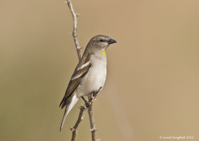 Yellow-throated Sparrow