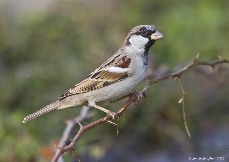 House Sparrow male adult, identification