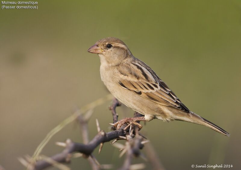 Moineau domestique femelle adulte, identification